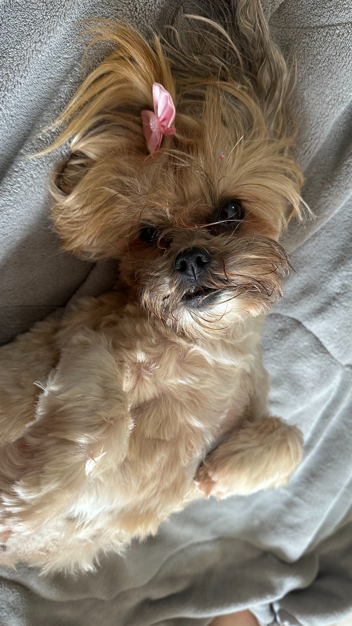 Bela, mascote do portfólio